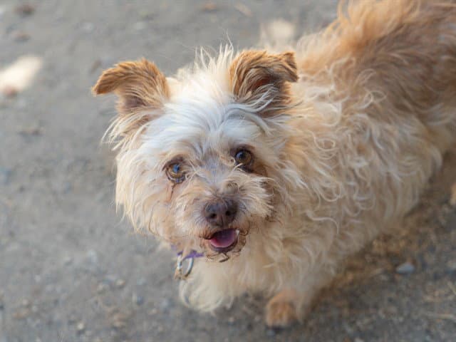 Kara - Terrier