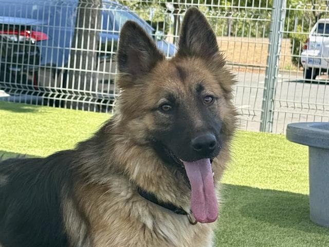 Ranger Joe - German Shepherd Dog