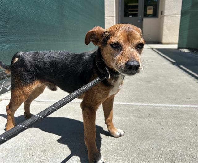 Unknown - Terrier