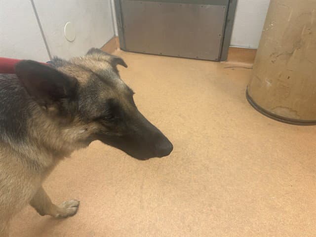 Mr Jinks - German Shepherd Dog