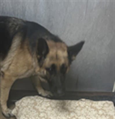 Penelope Pitstop - German Shepherd Dog