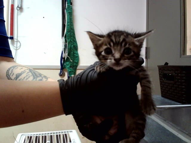 Unknown - Domestic Short Hair