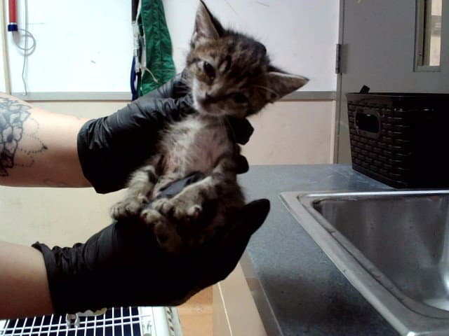 Unknown - Domestic Short Hair