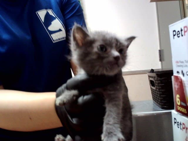 Unknown - Domestic Short Hair