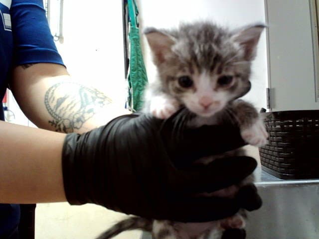 Unknown - Domestic Short Hair