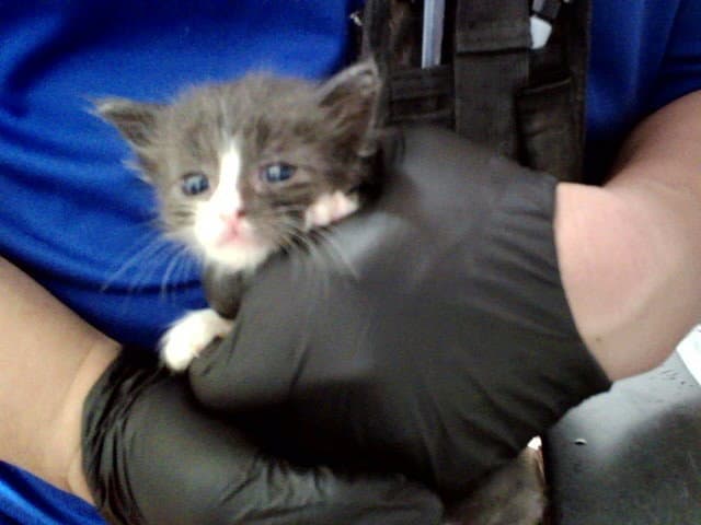 Unknown - Domestic Short Hair