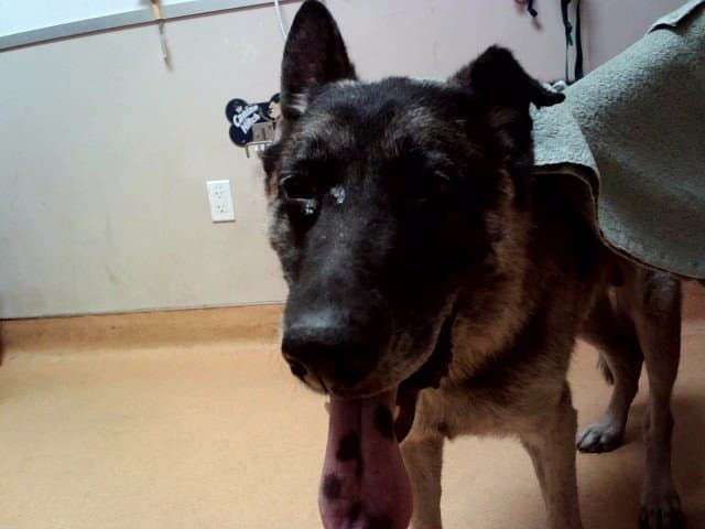Doggie Daddy - German Shepherd Dog