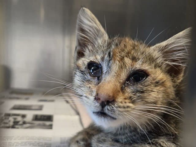 Unknown - Domestic Short Hair