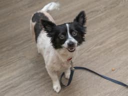 Oreo image 1