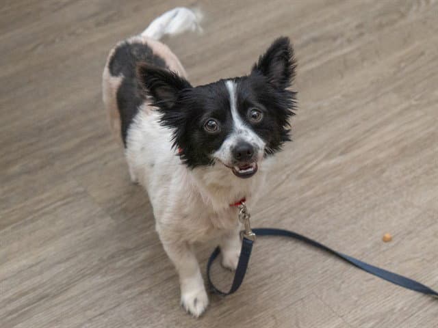 Oreo