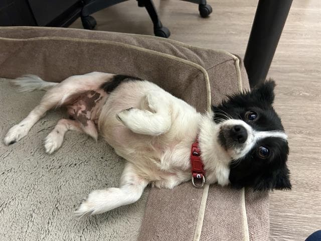 Oreo - Papillon