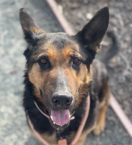 Victoria - German Shepherd Dog