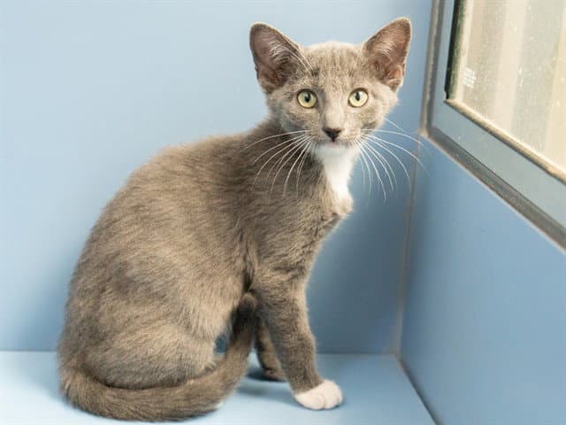 Unknown - Domestic Short Hair