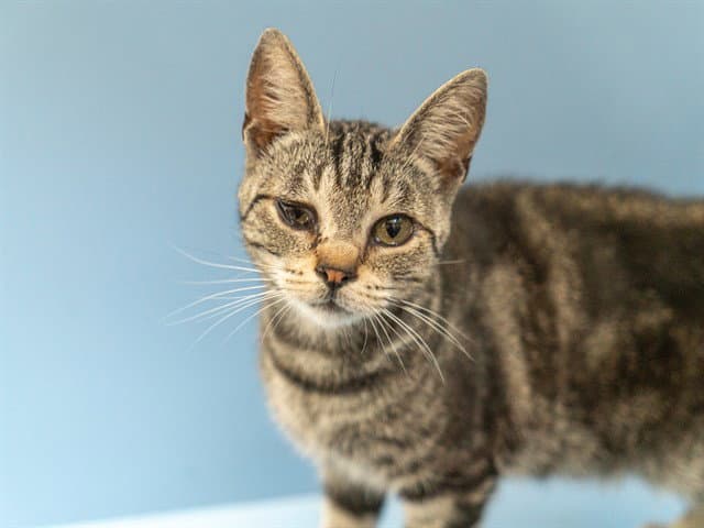 Evie - Domestic Short Hair