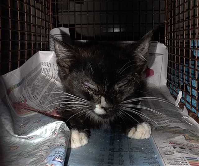 Unknown - Domestic Short Hair