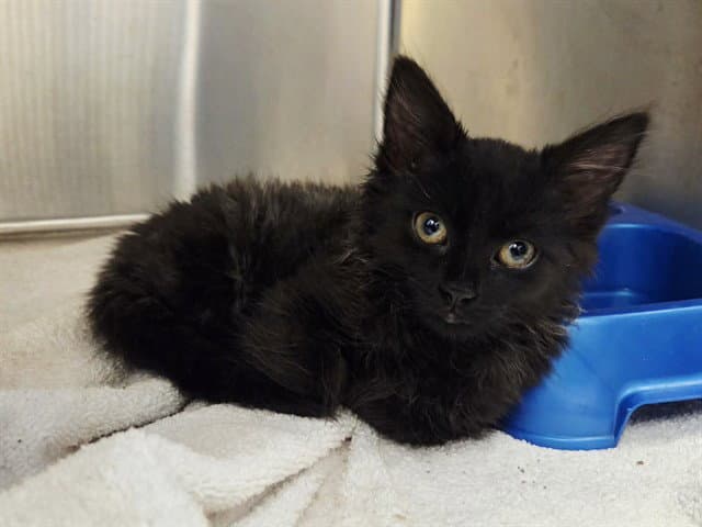 Unknown - Domestic Medium Hair