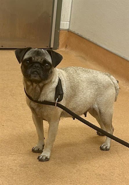 Unknown - Pug