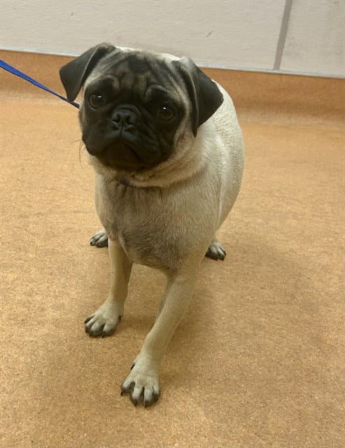 Unknown - Pug