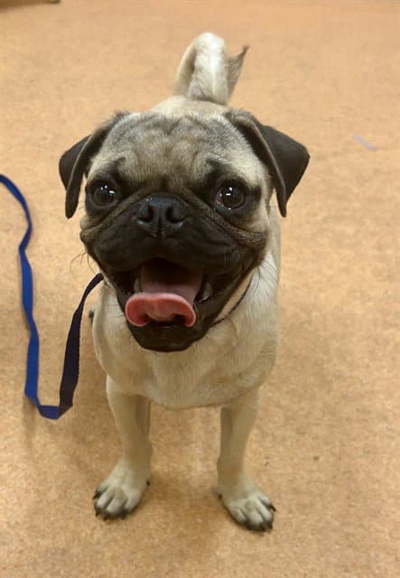 Unknown - Pug