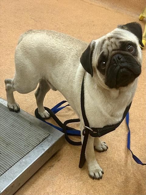 Unknown - Pug