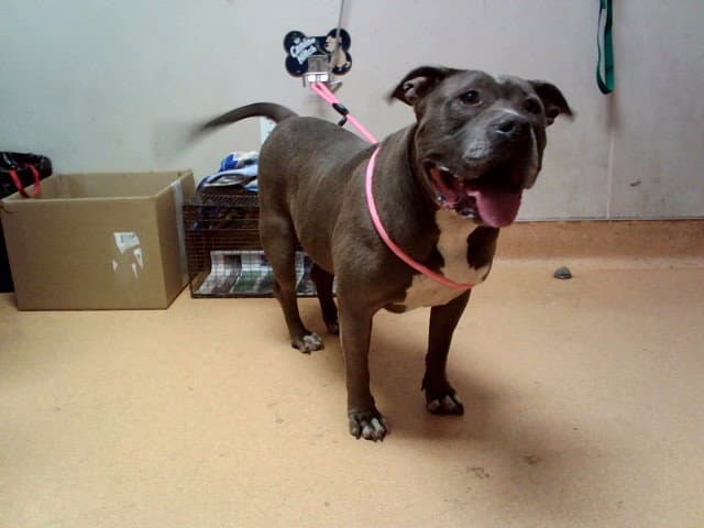 Whiskey - Pit Bull Terrier