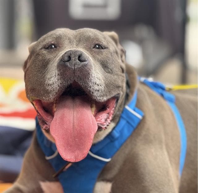 Whiskey - Pit Bull Terrier