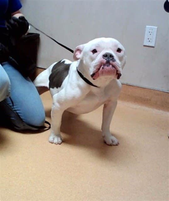 Buckeye - Pit Bull Terrier