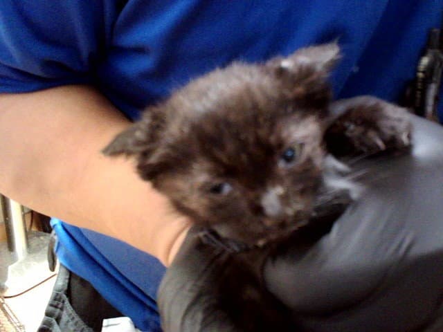 Unknown - Domestic Short Hair