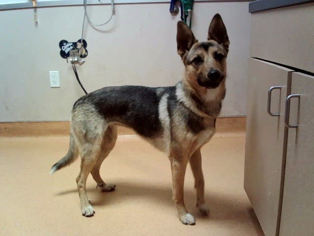 Elise - German Shepherd Dog