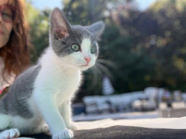 Earl - Domestic Short Hair