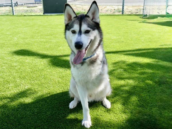 Chicken Nuggy - Siberian Husky