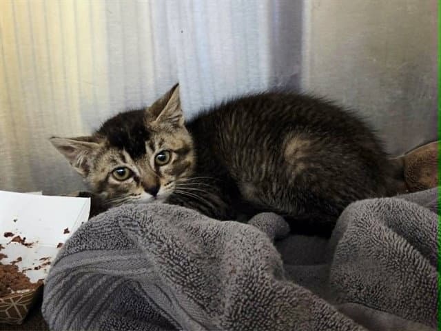 Unknown - Domestic Short Hair