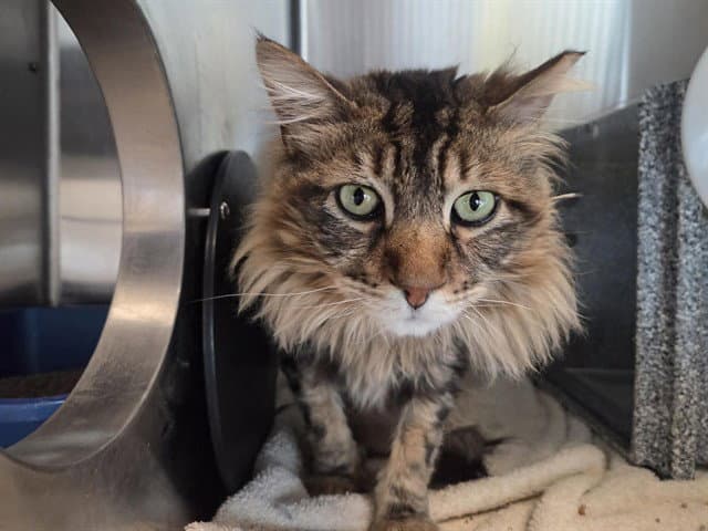 Aslan - Domestic Short Hair