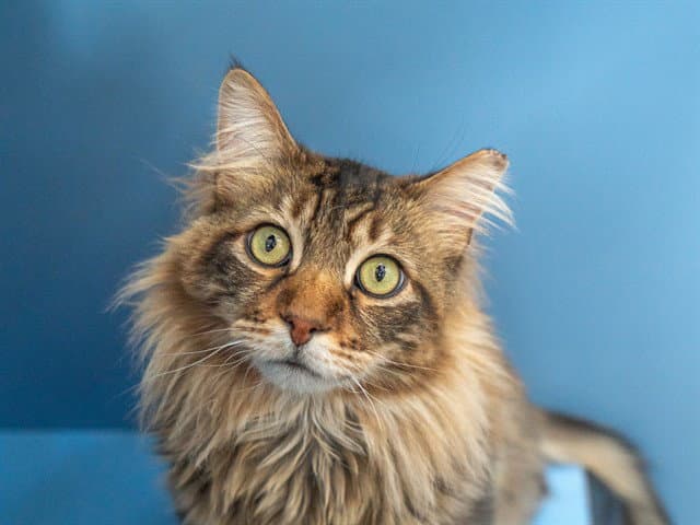 Aslan - Domestic Short Hair