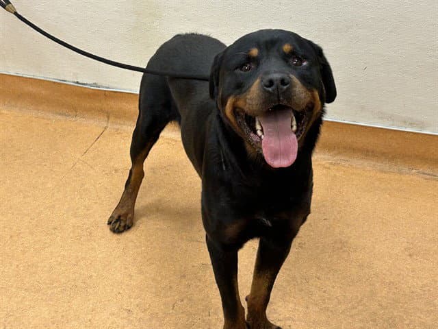 Convoy - Rottweiler