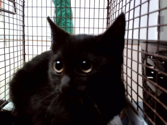 Unknown - Domestic Short Hair