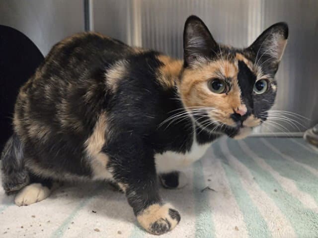 Laila - Domestic Short Hair