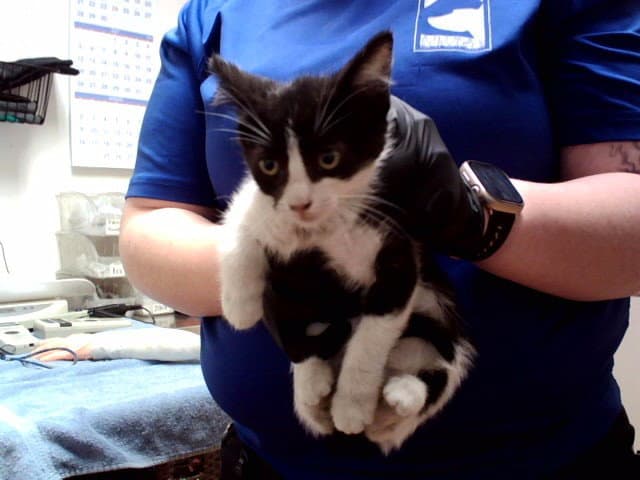 Unknown - Domestic Short Hair