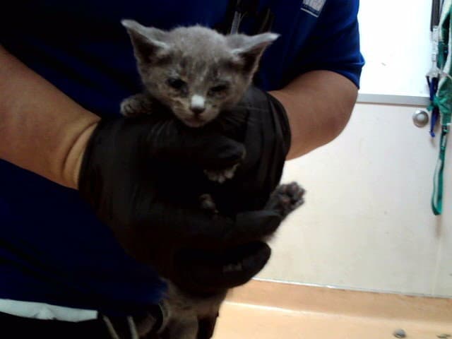 Unknown - Domestic Short Hair