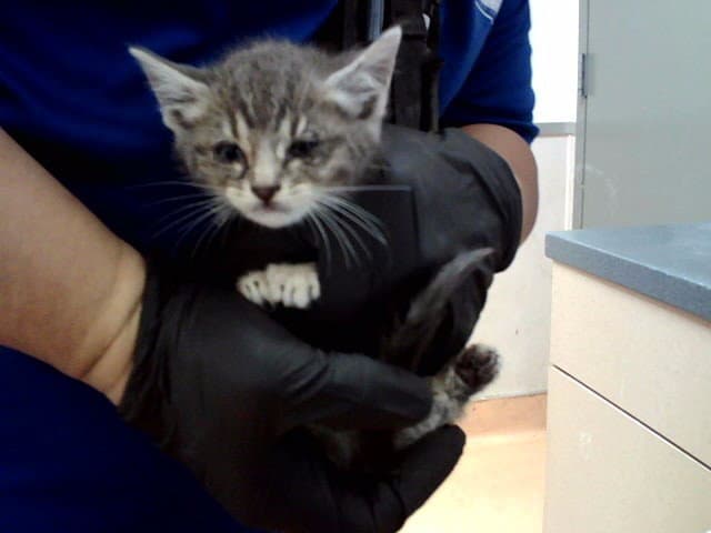 Unknown - Domestic Short Hair
