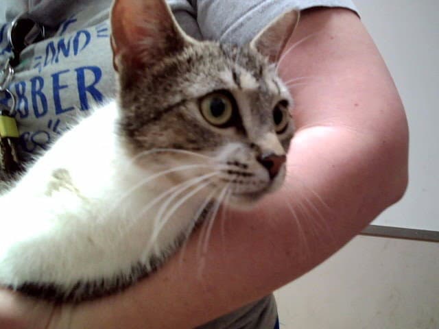 Unknown - Domestic Short Hair
