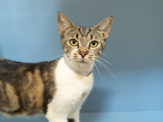 Unknown - Domestic Short Hair