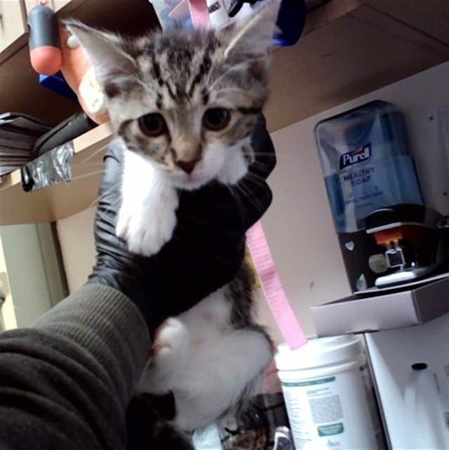 Unknown - Domestic Short Hair