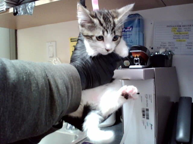 Unknown - Domestic Short Hair