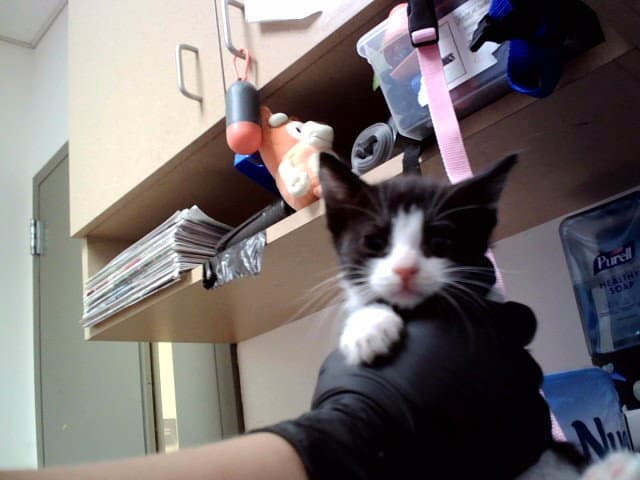 Unknown - Domestic Short Hair