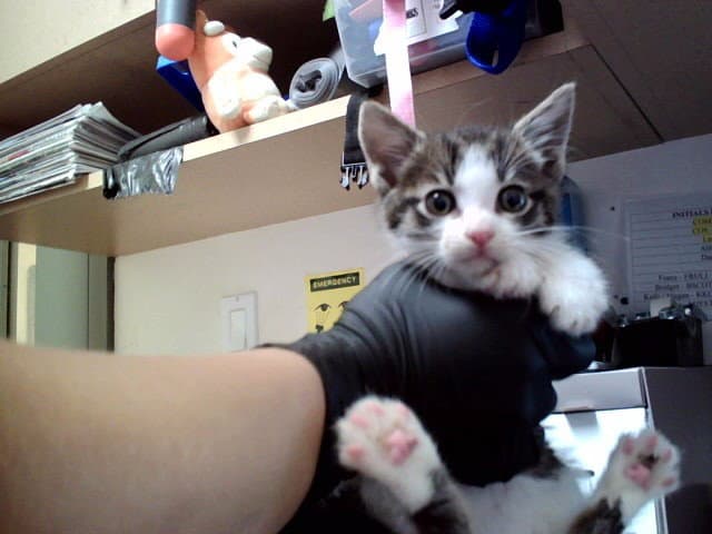 Unknown - Domestic Short Hair