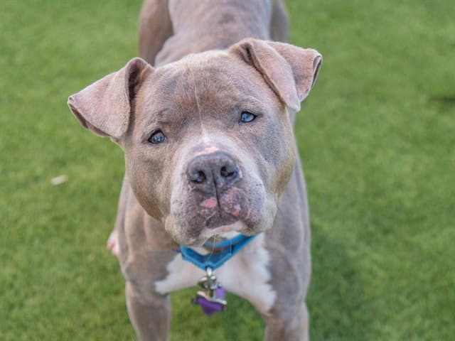 Unknown - Pit Bull Terrier