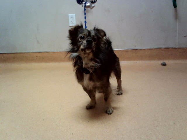 Statler - Terrier