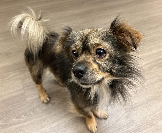 Statler - Terrier