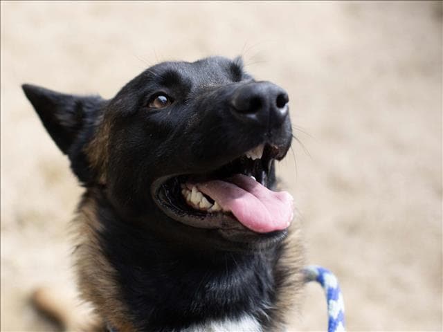 Theodore - Belgian Shepherd Malinois